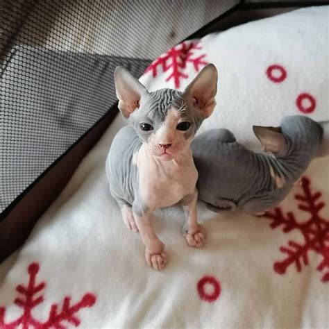 Get the best deals for san francisco music box cats at eBay. . Sphynx cat for sale san francisco